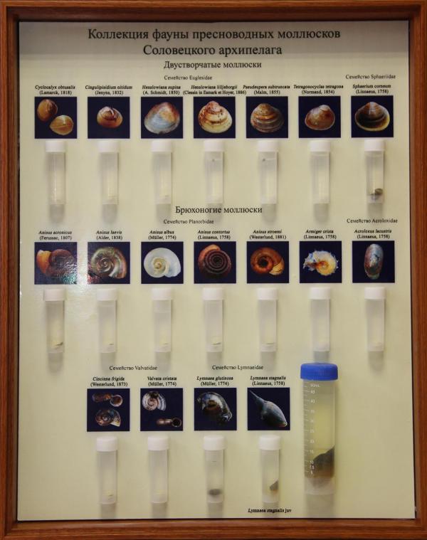 Коллекция пресноводных моллюсков. 2014 год.