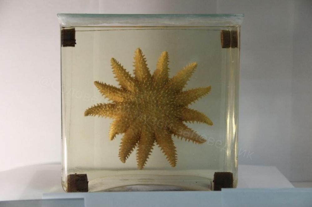 Морская звезда Crossaster papposus